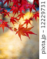 Colorful autumn maple trees in Japan 12229731