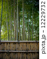 Bambu Forest in Kyoto, Japan 12229732