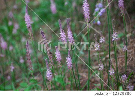 ツルボ ツルボ 12229880