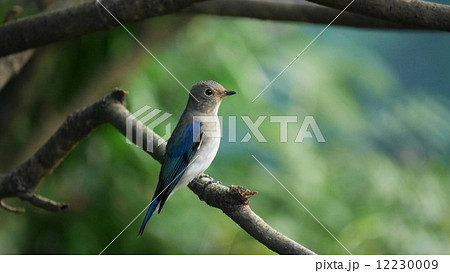 オオルリのオス若　2 12230009