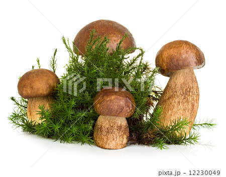 Boletus, cep mushroom on forest moss isolated on white background 12230049