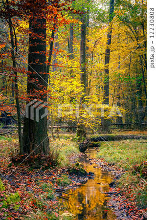 Wild autumn forest 12230808