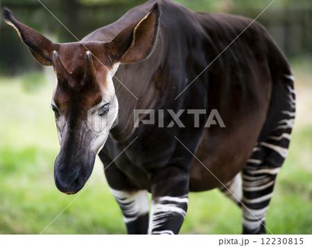 The Okapi known as the forest giraffe or zebra giraffe The Okapi known as the forest giraffe or zebra giraffe 12230815