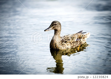 Duck swimming in the lake 12230824
