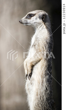 Meerkat guarding the territory 12230914