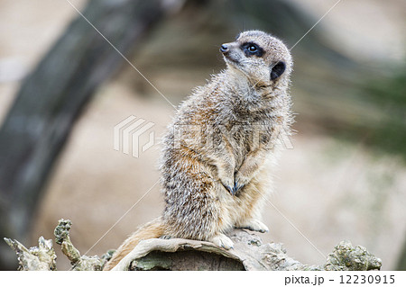 Meerkat guarding the territory 12230915