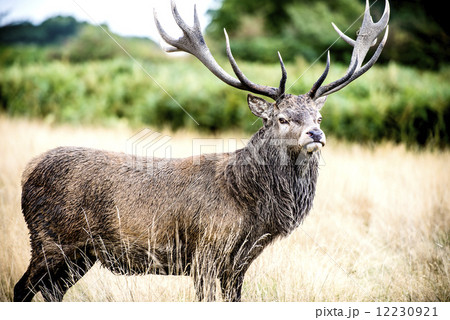 Stag or Hart, the male red deer 12230921
