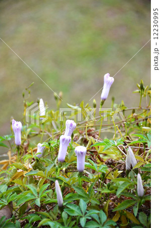 Flower of morning glory Flower of morning glory 12230995