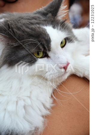 Adorable black and white color cat looks at the camera Adorable black and white color cat looks at the camera 12231025