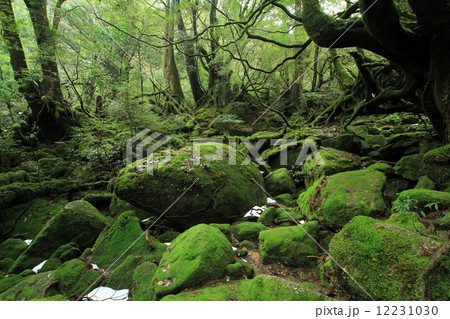 屋久島の深淵 12231030