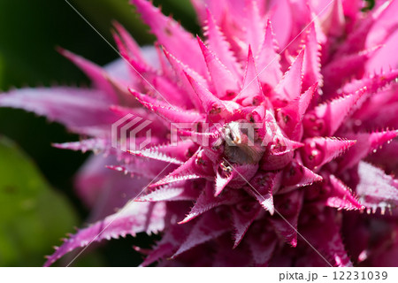 パイナップル花 12231039