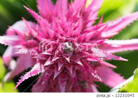 パイナップル花 12231045