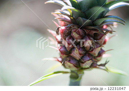 パイナップル 12231047