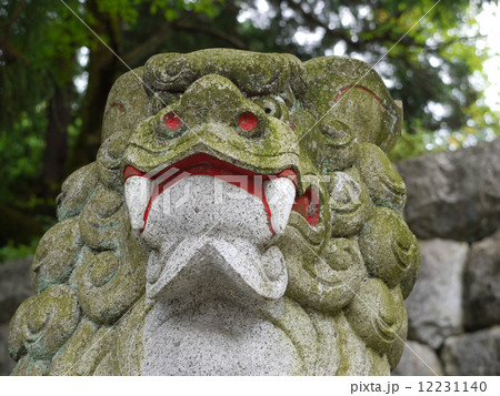 こまいぬ01の写真素材 [12231140] - PIXTA