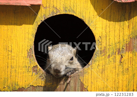 タイワンリス 12231283