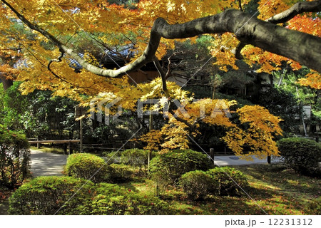 京都青蓮院門跡の紅葉風景 12231312