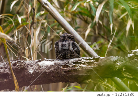 ヨタカ１ 12231330