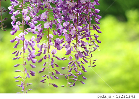 藤の花０４ 12231343