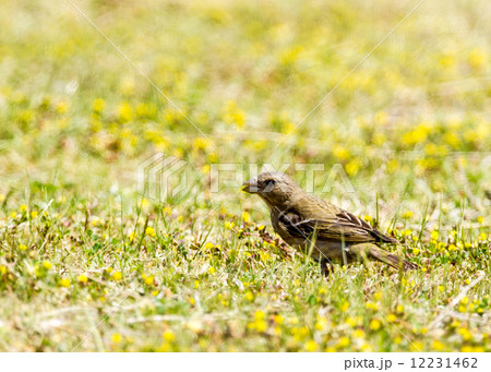 アカマシコ1 アカマシコ1 12231462