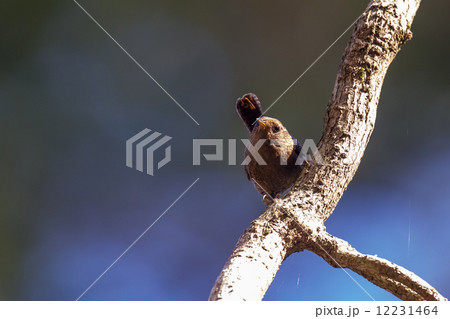 ミソサザイ ミソサザイ 12231464