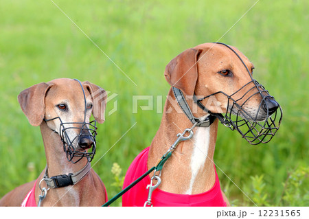 Portrait of two Sighthound Azawakh on a green background 12231565