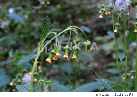 ベニバナボロギク 12231593