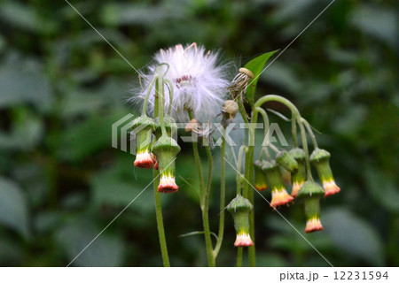 ベニバナボロギク 12231594