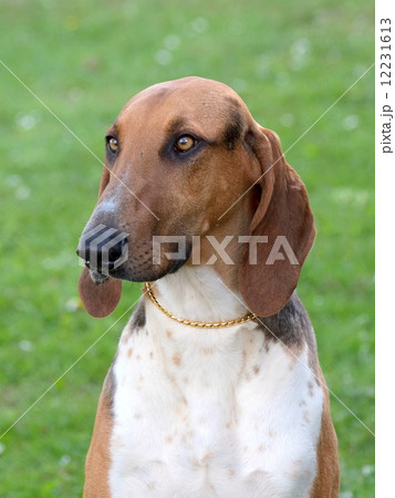 Portrait of typical Scenthound Poitevin on a spring meadow 12231613