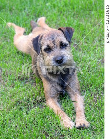 Puppy Border Terrier on a meadow 12231615
