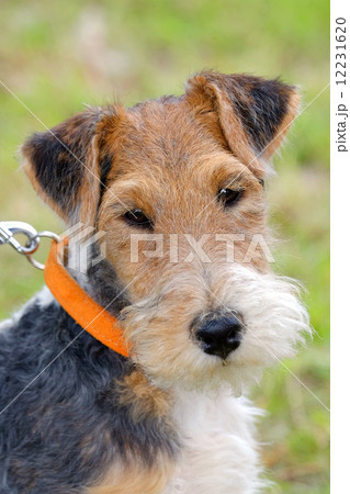 Detail of typical Fox Terrier Wire dog Detail of typical Fox Terrier Wire dog 12231620