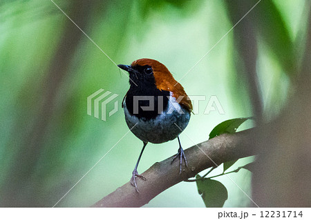 ホントウアカヒゲ１ 12231714