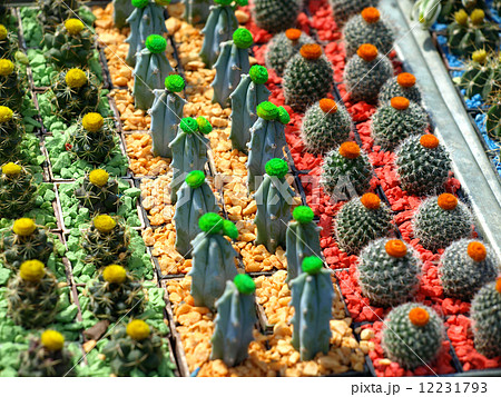 small cacti small cacti 12231793