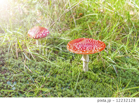Two spotted toadstools on grass and moss. Two spotted toadstools on grass and moss. 12232128