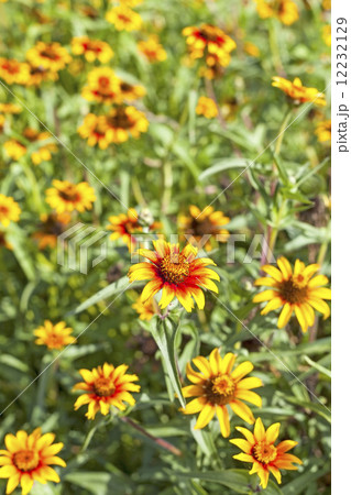 Yellow flowers, shallow depth of field. 12232129