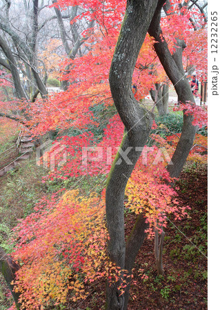 高遠城址の紅葉 高遠城址の紅葉 12232265