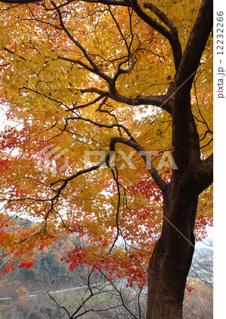 高遠城址の紅葉 高遠城址の紅葉 12232266