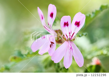 センテッドゼラニウム センテッドゼラニウム 12232296