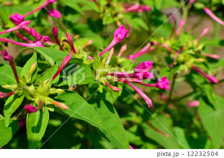 植物・オシロイバナ オシロイバナ科 植物・オシロイバナ オシロイバナ科 12232504