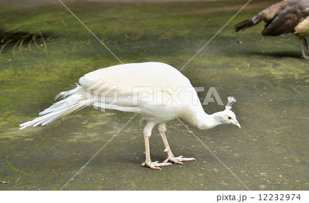 White Peacock 12232974