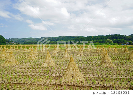 秋の田園風景 秋の田園風景 12233051