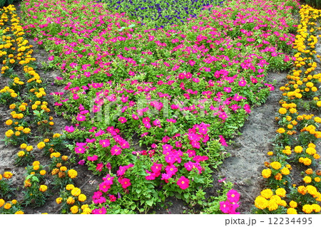 flower bed of petunias and chernobryvtsov 12234495