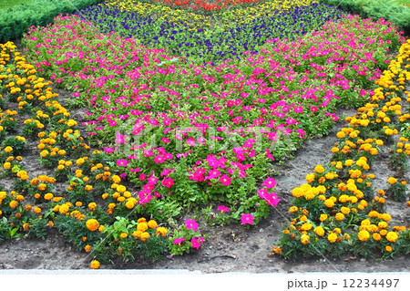 and petunia flowers chernobryvtsy 12234497