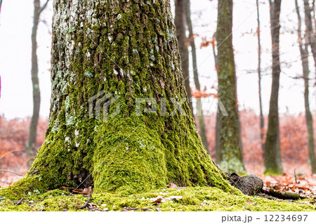 Oak trunk 12234697