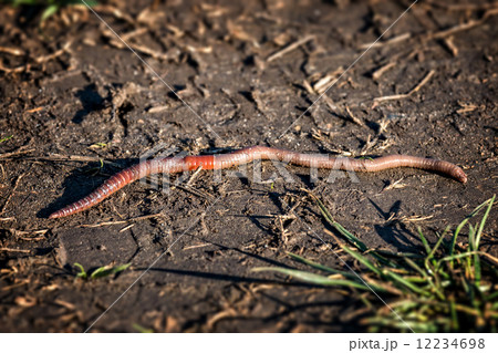 Earthworm - Lumbricus terrestris 12234698