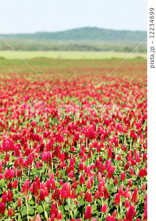Crimson clover flower field 12234699