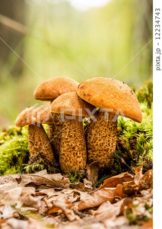 Fungi Fungi 12234743