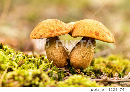 Fungi Fungi 12234744