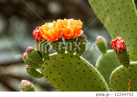 Opuntia 12234752