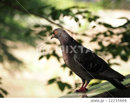 ハト 12235666