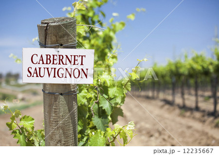 Cabernet Sauvignon Sign On Vineyard Post 12235667